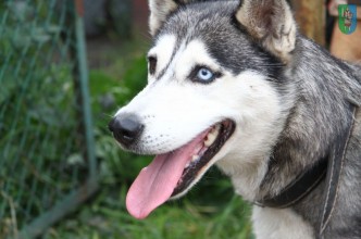 Zdjęcie do:  Husky czeka na właściciela