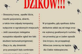 Zdjęcie do:  Starosta Bytowski ostrzega przed dzikami 