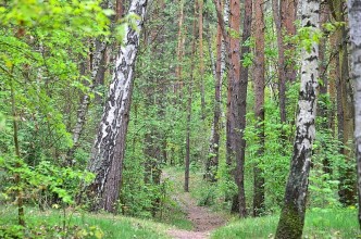 Zdjęcie do:  Wyłożenie do publicznego wglądu projektów Uproszczonego Planu Urządzania Lasu.