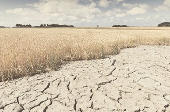 Zdjęcie do:  Trwa nabór wniosków o wsparcie dla rolników poszkodowanych przez COVID-19 i ubiegłoroczną suszę