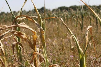 Zdjęcie do:   Susza rolnicza na terenie Gminy Tuchomie