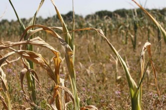 Zdjęcie do:  Szacowanie strat spowodowanych suszą na łąkach i pastwiskach