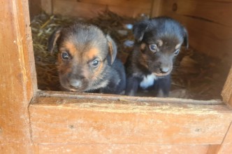 Zdjęcie do:  Szczeniaki do adopcji