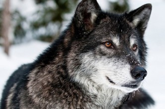 Zdjęcie do:  Przydatne informacje dotyczące wilków